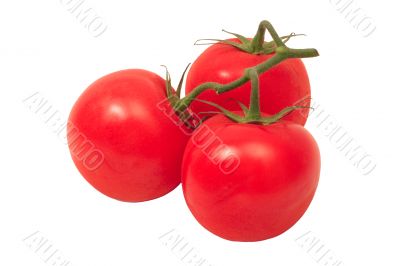 Three ripe tomatoes