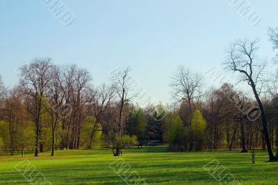 Spring morning in a park