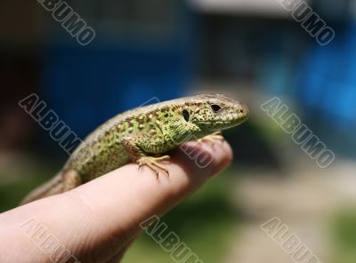 Green lizard in the hand