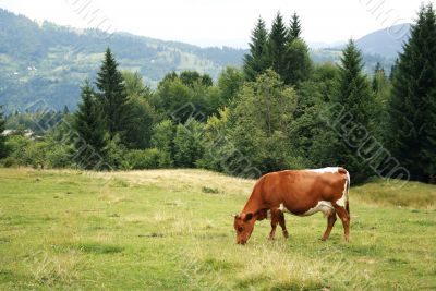Green meadow in mountains and cow