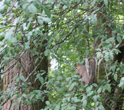 Squirrel in Tree