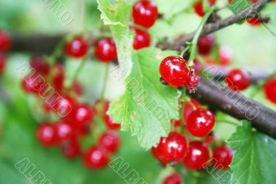 Bright red currant