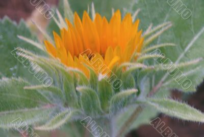  Just opening Sunflower  From the side