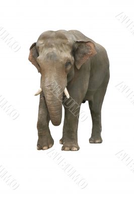 Indian elephant