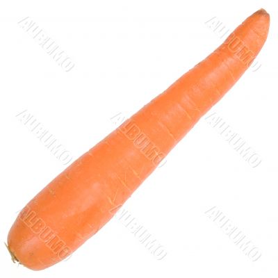 carrot