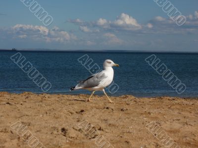 Sea-gull, Azov sea coast