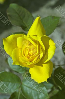 Sunny yellow rose