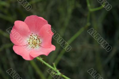 Wild rose