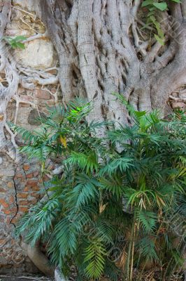 Roots on wall 2