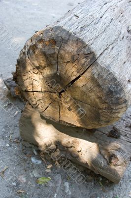Old trunk