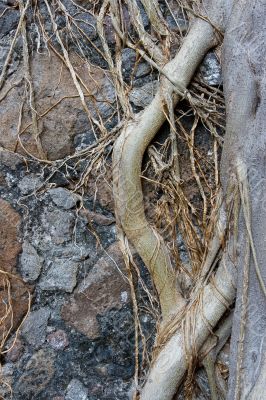 Roots on wall