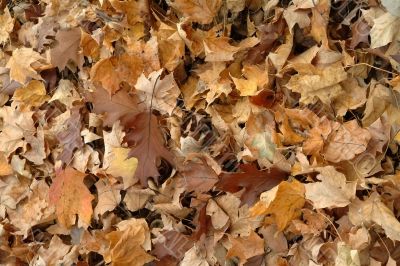 Autumn rug