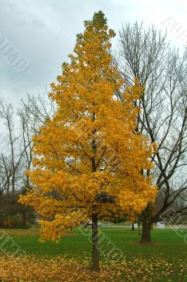 Autumn fall of the leaves