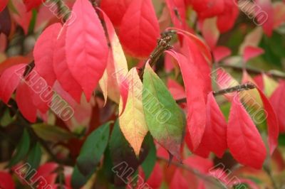 Autumn has come