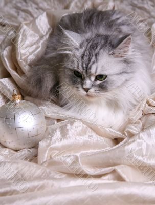 Christmas balls and cat