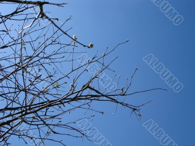 Tree Branches