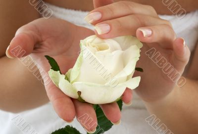 rosebud