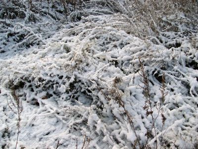 first snow on the grass