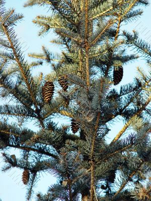 fur tree