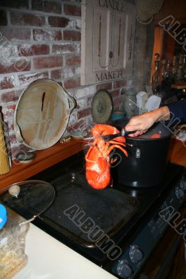 Lobsters fresh from the pot