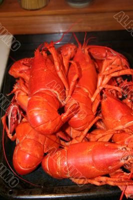 Lobsters fresh from the pot