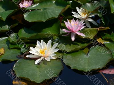 Water lilies