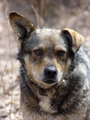 sad dog
