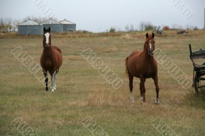 Horses and old  wagon in field