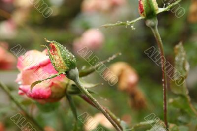 Rosebud, covered with rain drops