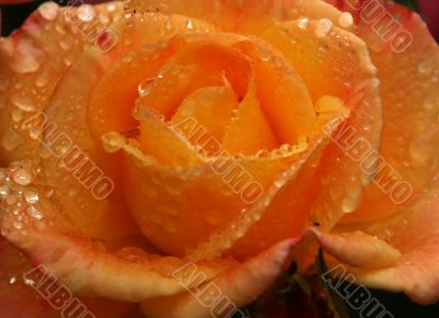 Orange rose with raindrops