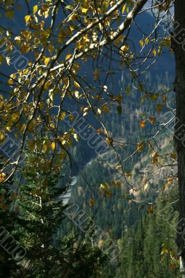 Golden poplar leaves