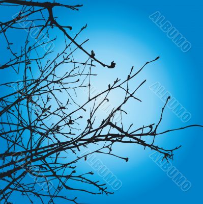 Tree Branches