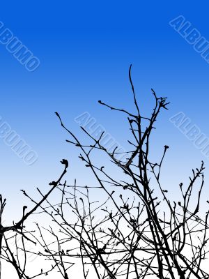 Tree Branches