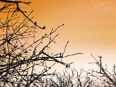 Tree Branches