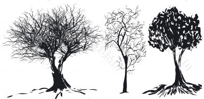 Tree silhouette