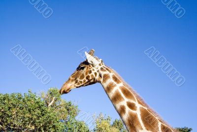 Giraffe Close-up