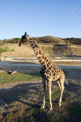 solitary giraffe