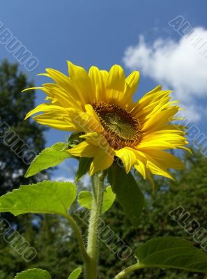 Sunflower