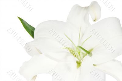 Lily on a white background