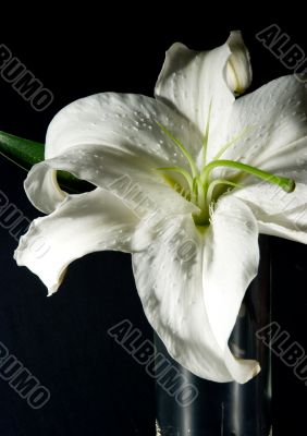 Composition with a lily