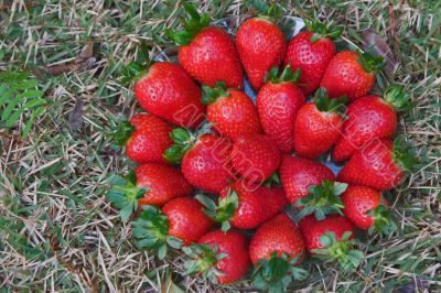 Fresh berries of a strawberry