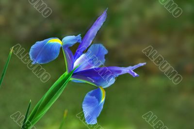 Spring flower.