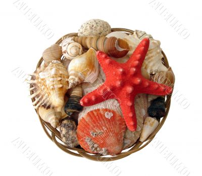 set of seashells with red star in basket