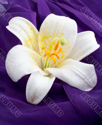 Macro shot white flower