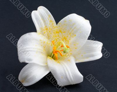 Macro shot white flower