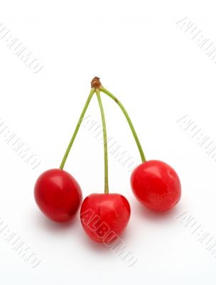 Three cherries on white background