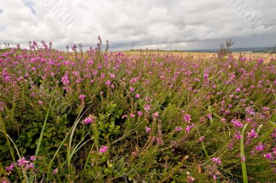 wild heather bunch