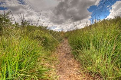 inside a wild path