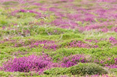 heather carpet