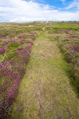 heather path